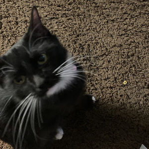 Meet your Posher, Robin